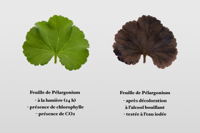 Synthèse de l'amidon - Expérience témoin